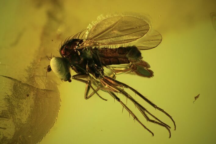 Detailed Fossil Fly (Diptera) In Baltic Amber #90776